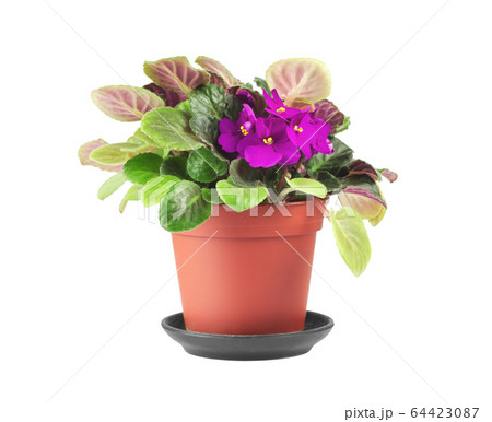 Violets in a flower pot isolated on white 64423087