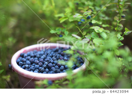 Harvesting berries in forest. Bucket of Harvesting berries in forest. Bucket of 64423094