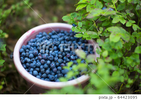 Bucket full of blue berries in a forest 64423095