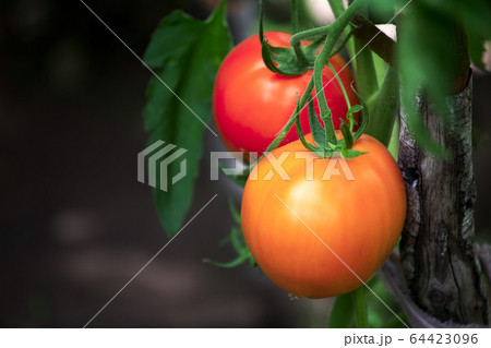Ripe organic yellow tomatoes on a branch Ripe organic yellow tomatoes on a branch 64423096