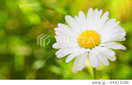 Daisy summer image Daisy summer image 64423100