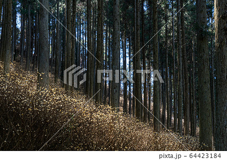 ミツマタ 64423184