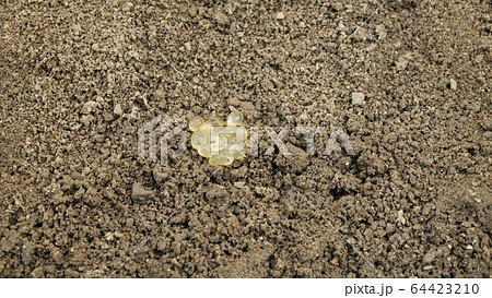 Eggs biggest slug Limax maximus cluster largest in soil under stone detail pile, white slightly yellow color great grey or leopard slug plant parasite. Snail which is pest in horticulture greenhouses 64423210