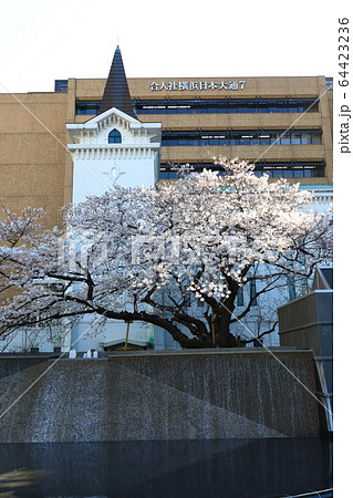 横浜海岸教会 桜 満開の写真素材 64423236 Pixta
