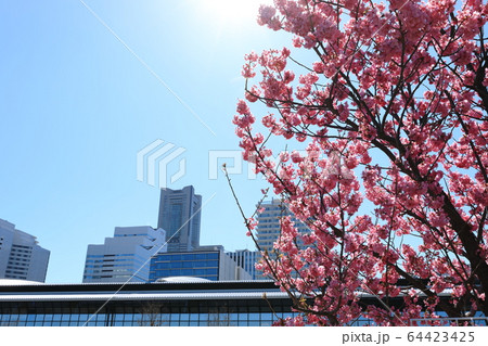 横浜港 みなとみらい 晴天 横浜港 みなとみらい 晴天 64423425