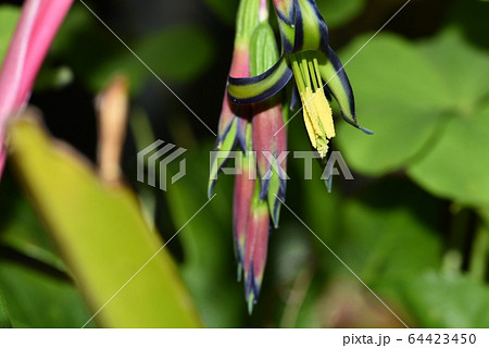 ヨウラクツツアナナス ヨウラクツツアナナス 64423450