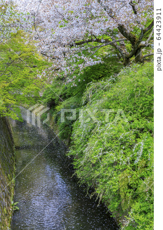 哲学の道 桜 哲学の道 桜 64423911