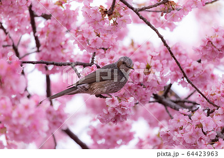 桜とヒヨドリ 64423963