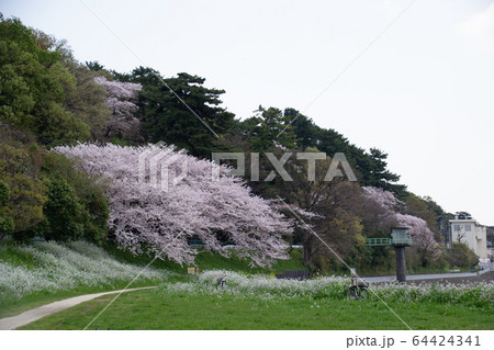 多摩川の桜 多摩川の桜 64424341