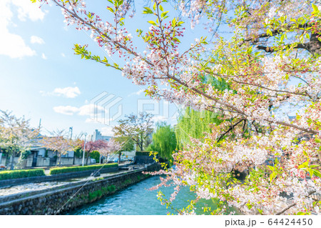 日本の春 群馬県前橋 広瀬川河畔緑地の桜の風景 64424450