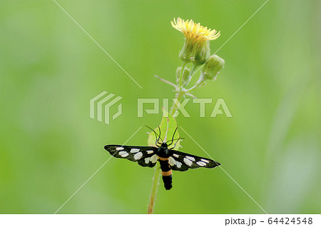 カノコガ 64424548