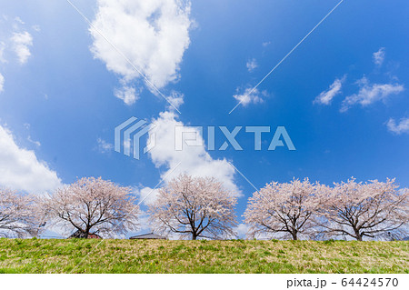 青空と一目千本桜　宮城県柴田町 64424570