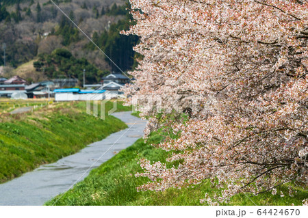 高倉川の桜　宮城県角田市 64424670