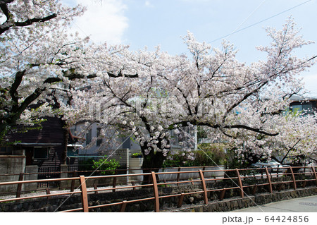 大田区の桜 大田区の桜 64424856