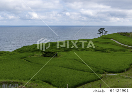能登半島　白米千枚田 64424901