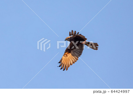 Marsh Harrier, Birds of prey, Europe Wildlife Marsh Harrier, Birds of prey, Europe Wildlife 64424997