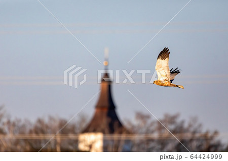 Marsh Harrier, Birds of prey, Europe Wildlife Marsh Harrier, Birds of prey, Europe Wildlife 64424999