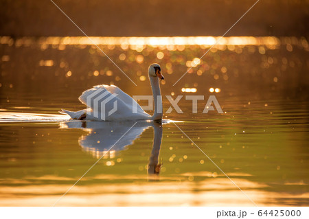 common big bird mute swan on evening pond common big bird mute swan on evening pond 64425000