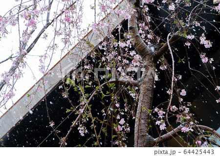 桜隠し (東京都:春) 桜隠し (東京都:春) 64425443