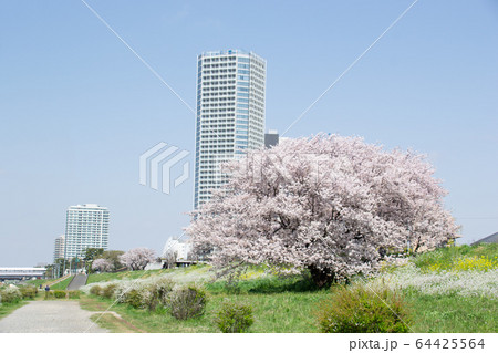 二子玉川の桜 二子玉川の桜 64425564