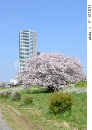 二子玉川の桜の写真素材