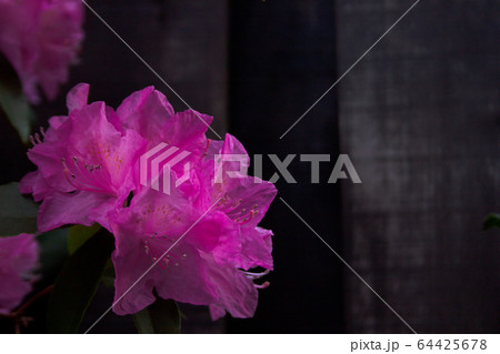 ヒカゲツツジ 64425678