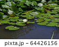 古代ハスの里 64426156
