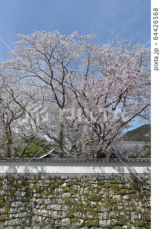 春の三井寺　勧学院の桜 64426568