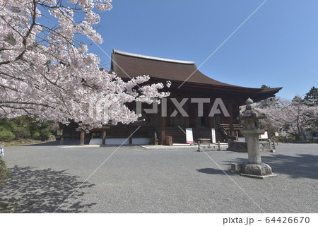 春の三井寺　金堂 64426670
