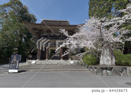 春の三井寺　仁王門 64426675