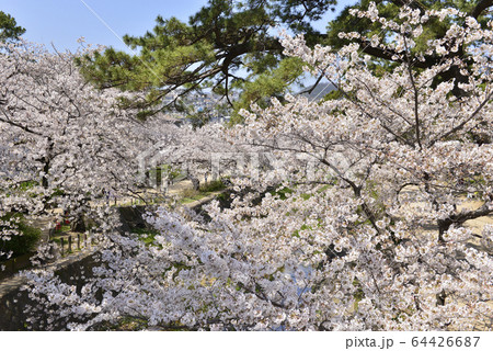 【兵庫県　西宮市】夙川公園の桜 64426687
