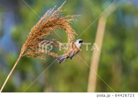 Eurasian Penduline Tit (Remiz pendalinus) 64426723
