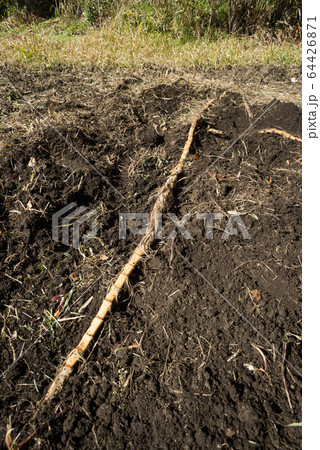掘り起こした竹の根っこ 掘り起こした竹の根っこ 64426871