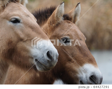 モンゴル馬 モンゴル馬 64427291