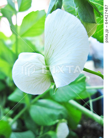 Snap pea flower スナップエンドウの花 Snap pea flower スナップエンドウの花 64427487
