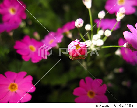Primula sieboldii bud サクラソウの蕾 Primula sieboldii bud サクラソウの蕾 64427488