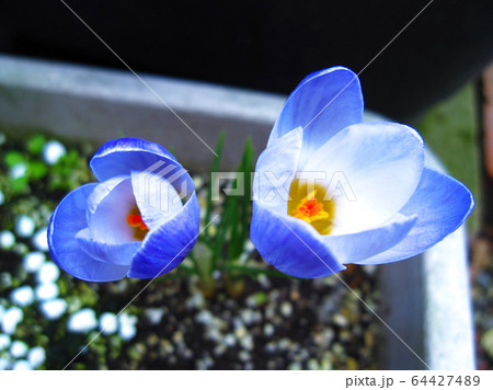 クロッカスの花 Crocus クロッカスの花 Crocus 64427489