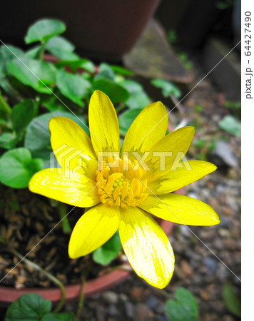 King cup flower　リュウキンカ　立金花 64427490