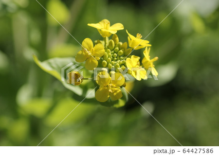 ハクサイの花 64427586