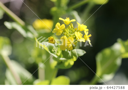 ハクサイの花 ハクサイの花 64427588