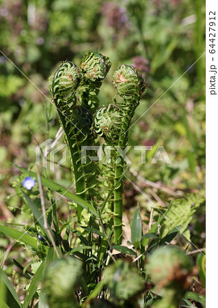 コゴミ コゴミ 64427912