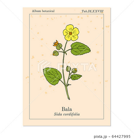 Bala sida cordifolia , or country mallow, flannel weed, medicinal plant Bala sida cordifolia , or country mallow, flannel weed, medicinal plant 64427995
