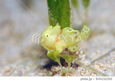 カエルアンコウ カエルアンコウ 64428260