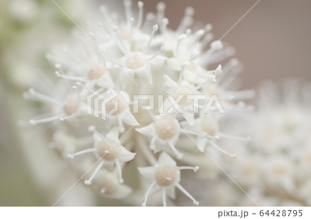 ヤツデの花 64428795