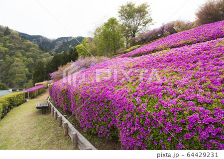 ツツジ　胡蝶の舞　コチョウノマイ　ツツジ属　あいかわ公園 64429231