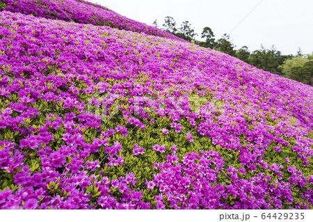 ツツジ　胡蝶の舞　コチョウノマイ　ツツジ属　あいかわ公園 64429235