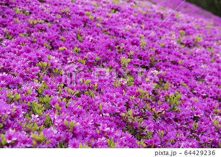 ツツジ　胡蝶の舞　コチョウノマイ　ツツジ属　あいかわ公園 64429236