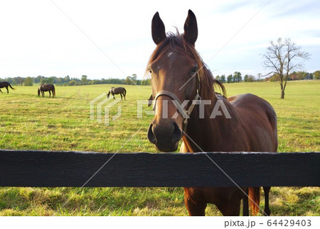 アメリカ　ケンタッキー州サラブレッド牧場 64429403