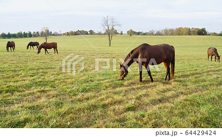 アメリカ　ケンタッキー州　サラブレッド牧場 64429424