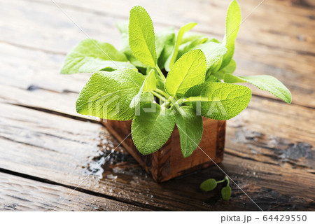 Salvia officinalis 64429550